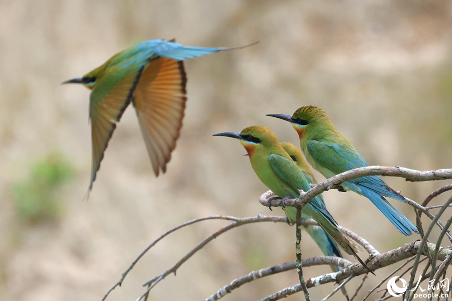 Синехвостые щурки гнездятся в природном заповеднике Сямэня