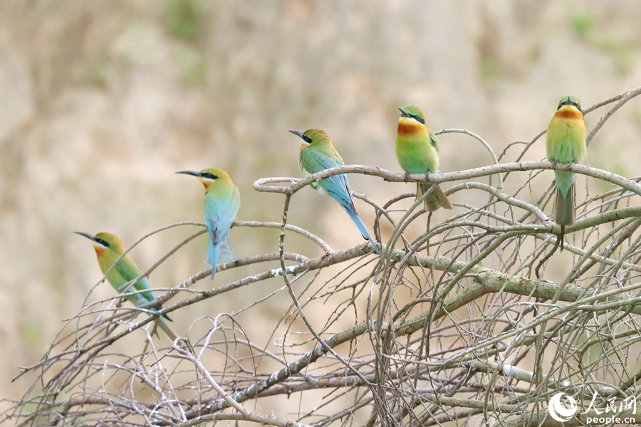 Синехвостые щурки гнездятся в природном заповеднике Сямэня
